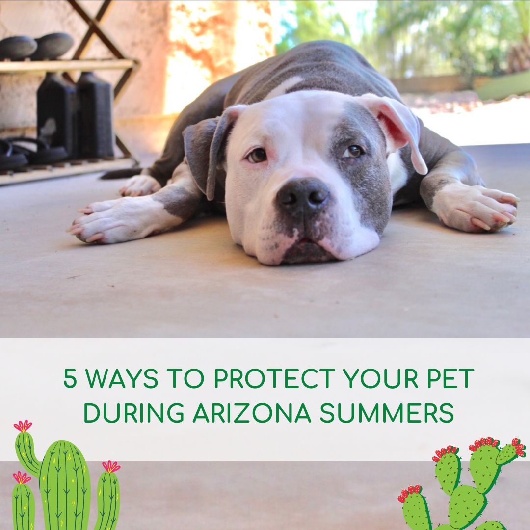 how to protect your pet during arizona summer heat
