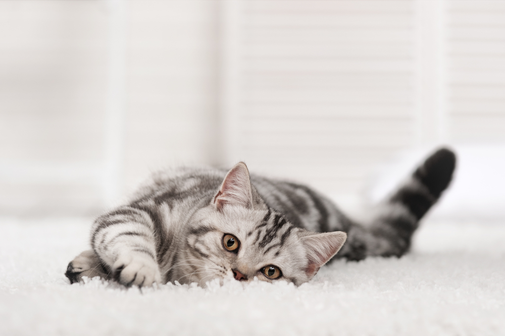 pet safe carpet chemicals